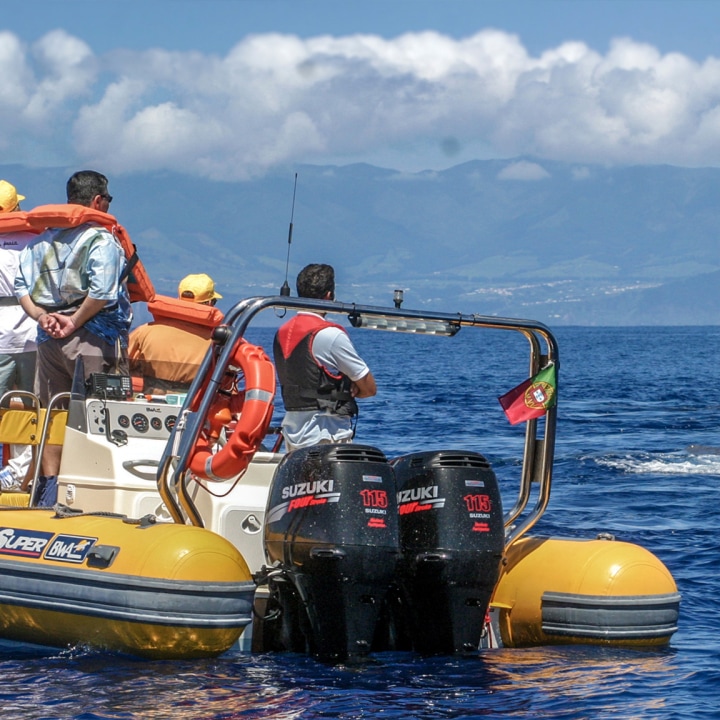 Azores Whale Watching TERRA AZUL