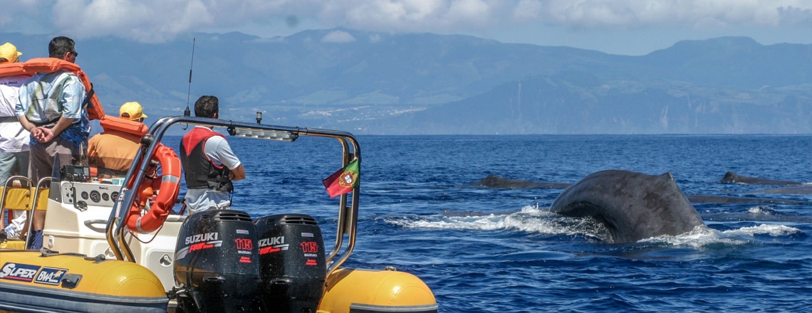 Azores Whale Watching TERRA AZUL